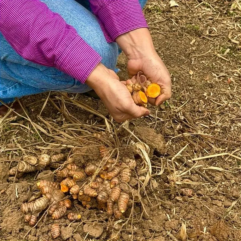 Mãos colhendo raízes de cúrcuma direto da terra