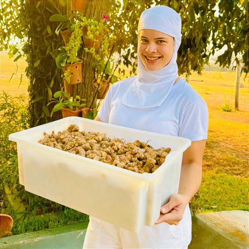 Integrante da equipe da fazenda segurando uma caixa de cúrcuma colhida